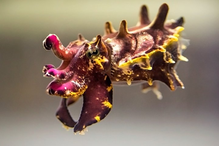Skip the Ticketing Line: Aquarium of the Pacific General Admission Ticket
