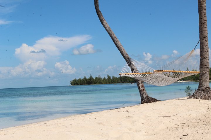 Snorkel/Swim with the Turtles Experience