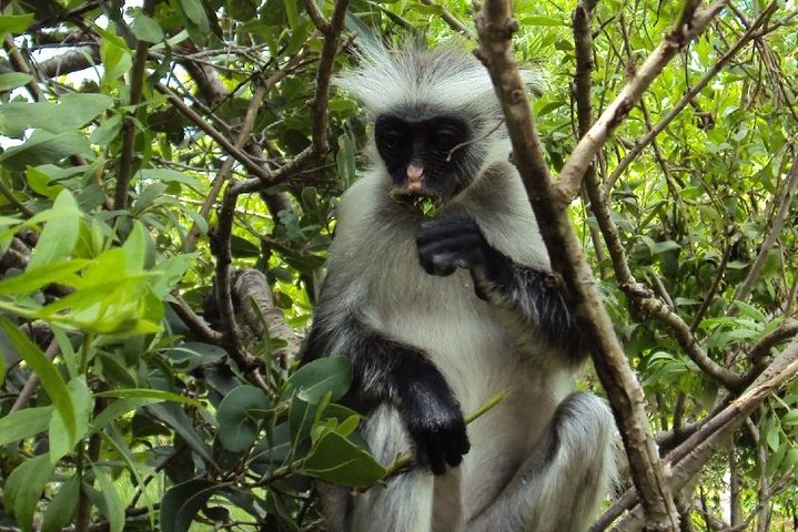 Ngezi Forest Tour