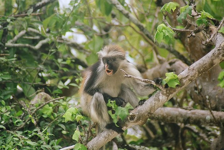Ngezi Forest Tour