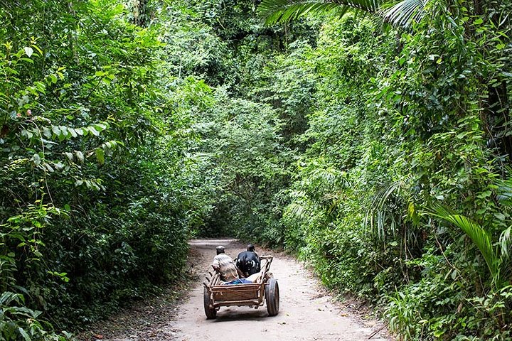 Ngezi Forest Tour