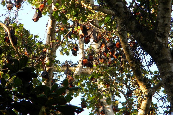 Ngezi Forest Tour
