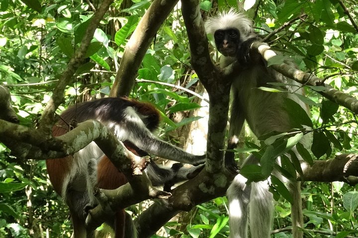 Ngezi Forest Tour