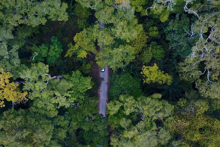 Ngezi Forest Tour