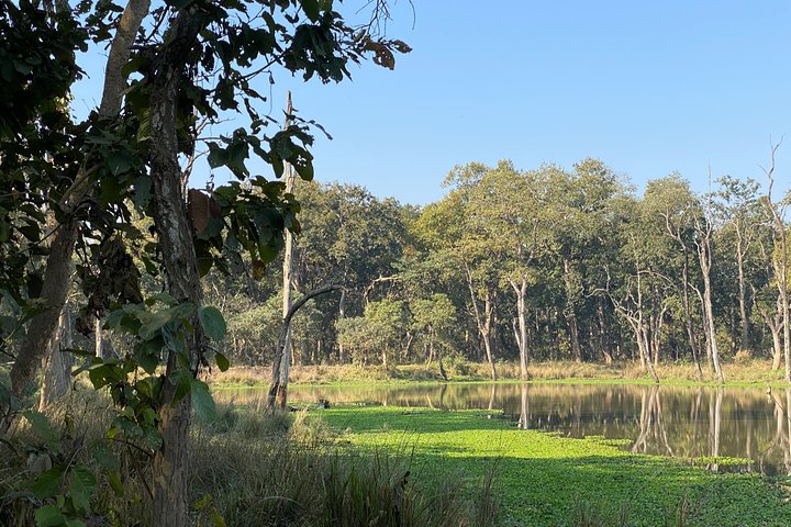 Nature Walk in Chitwan Jungle Safari with Guide