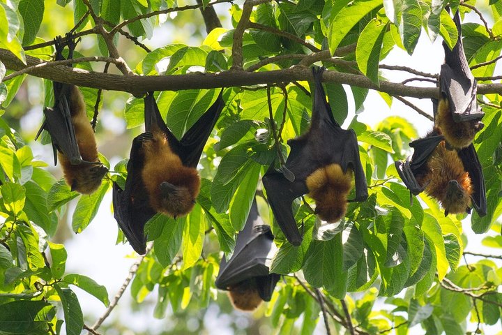 Pemba Flying Fox Forest