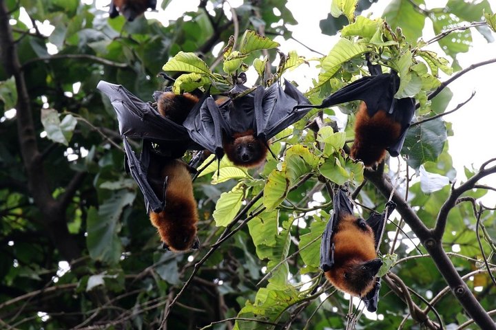 Pemba Flying Fox Forest