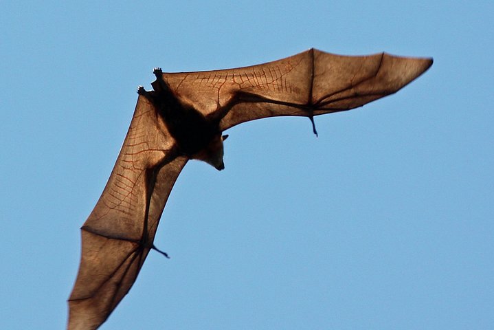 Pemba Flying Fox Forest