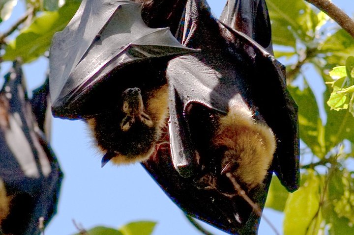 Pemba Flying Fox Forest