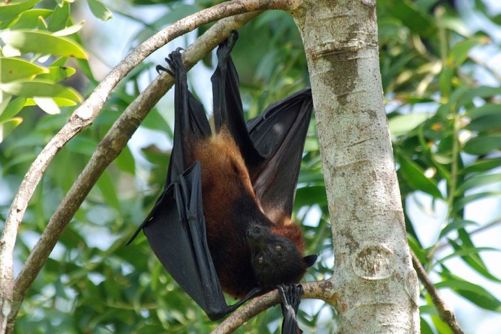 Pemba Flying Fox Forest