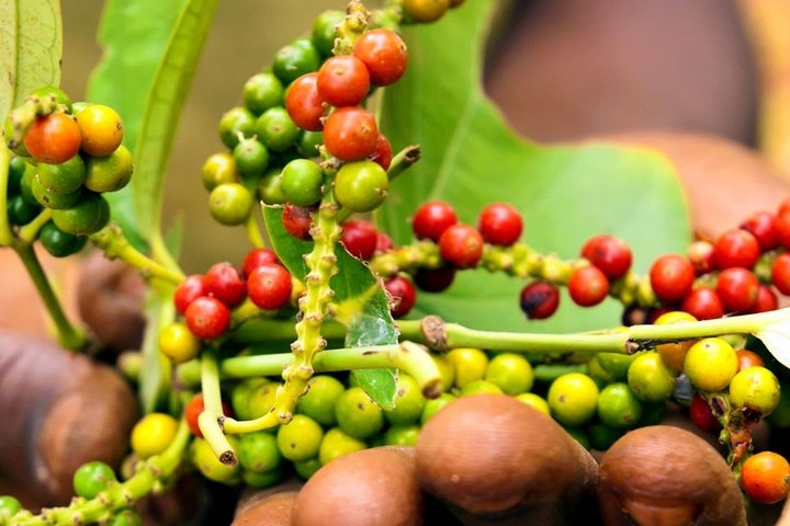 Pemba Spice Tour
