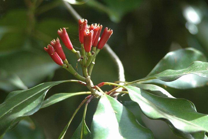 Pemba Spice Tour