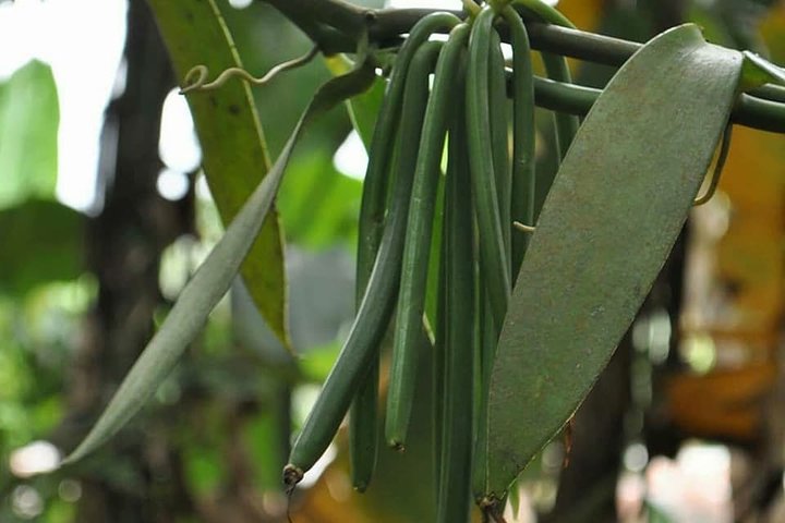 Pemba Spice Tour
