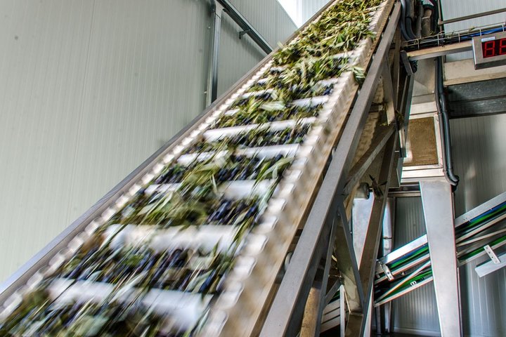 Visit to the oil mill with EVOO experiences in Cuenca