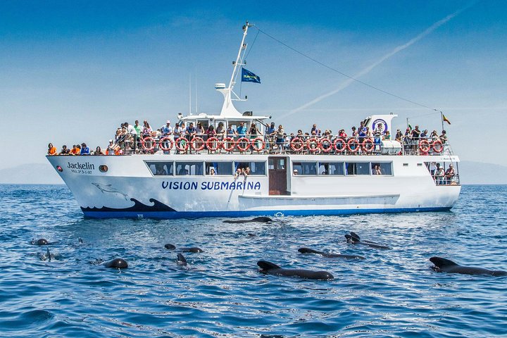 Whale Watching