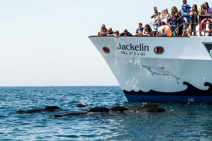 Whale Watching
