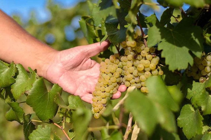The Wine Route from San Juan