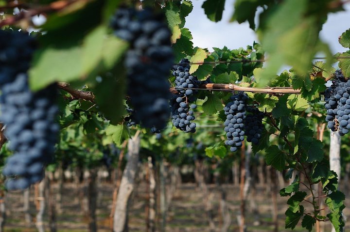 The Wine Route from San Juan