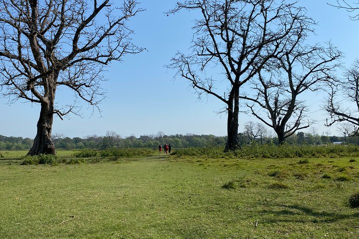 Nature Walk in Chitwan Jungle Safari with Guide