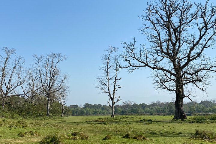 Nature Walk in Chitwan Jungle Safari with Guide
