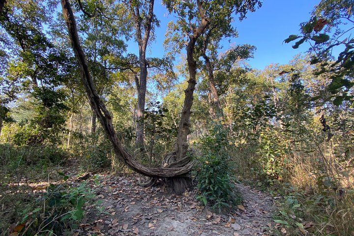 2 Nights 3 Days Chitwan Jungle Safari Tour