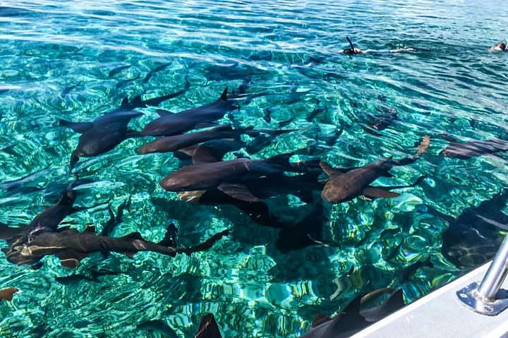 Hol Chan Full-Day Bucket List Snorkeling and Marine Life Tour