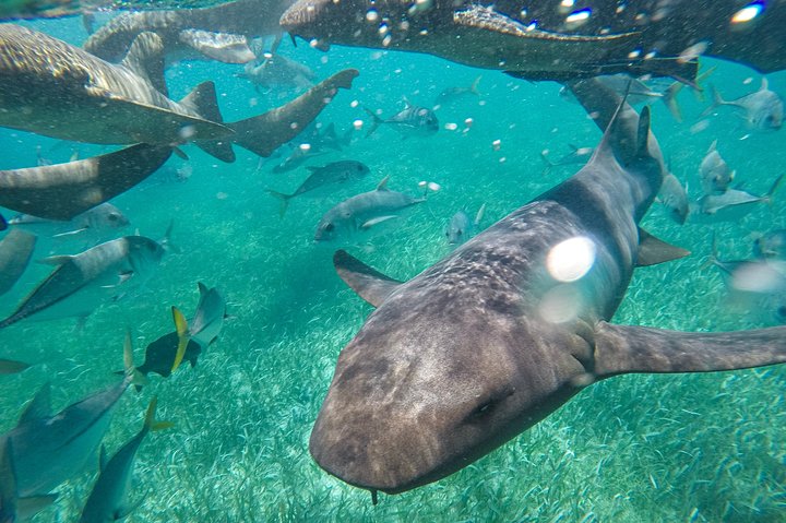 Hol Chan Full-Day Bucket List Snorkeling and Marine Life Tour