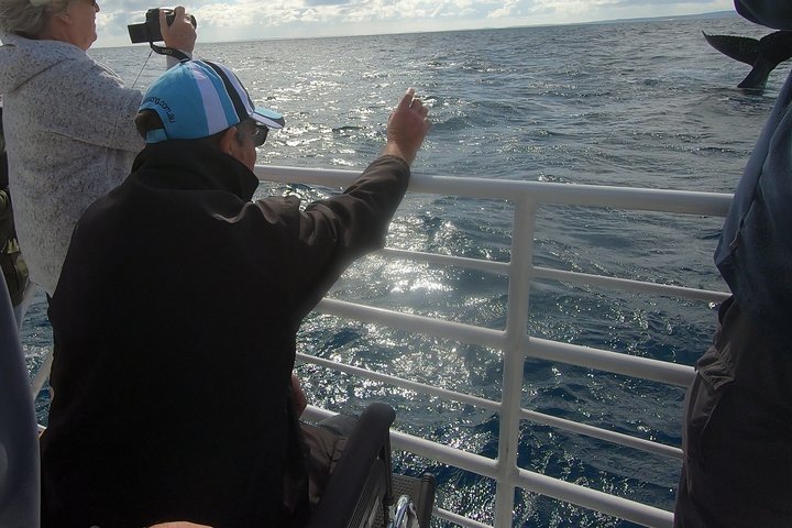 Hervey Bay Whale Watching Experience
