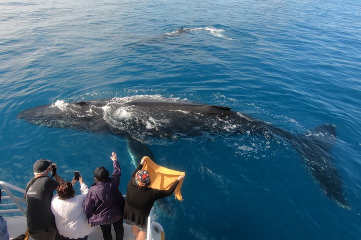 Hervey Bay Whale Watching Experience