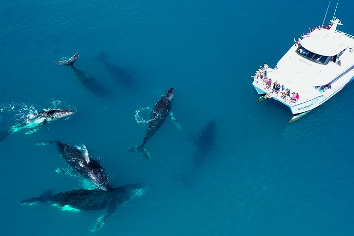 Hervey Bay Whale Watching Experience