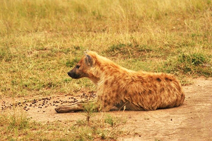 Day Trip Safari - Akagera National Park with Optional Lake Ihema Boat Safari