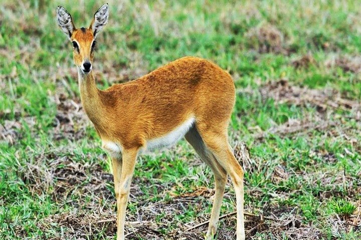 Day Trip Safari - Akagera National Park with Optional Lake Ihema Boat Safari