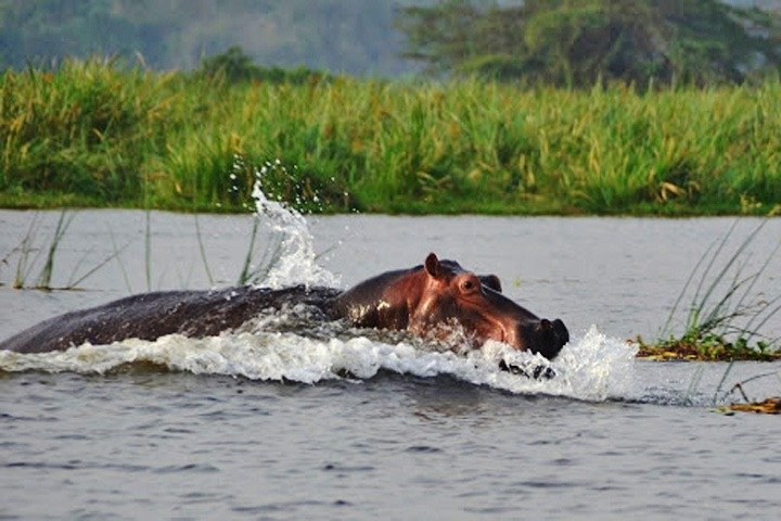 Day Trip Safari - Akagera National Park with Optional Lake Ihema Boat Safari