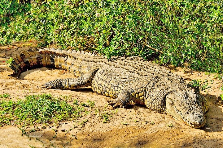 Day Trip Safari - Akagera National Park with Optional Lake Ihema Boat Safari