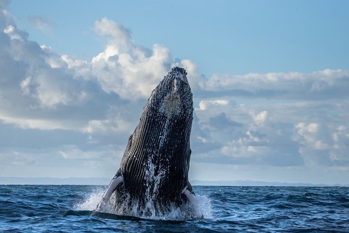 Monterey Bay Whale Watching