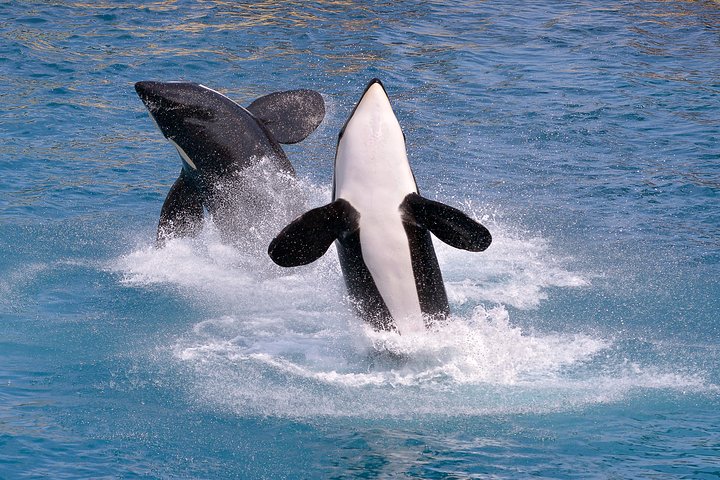 Monterey Bay Whale Watching