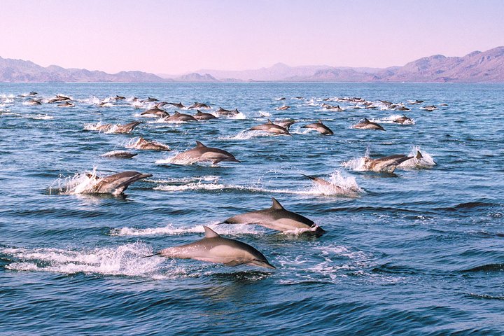 Monterey Bay Whale Watching