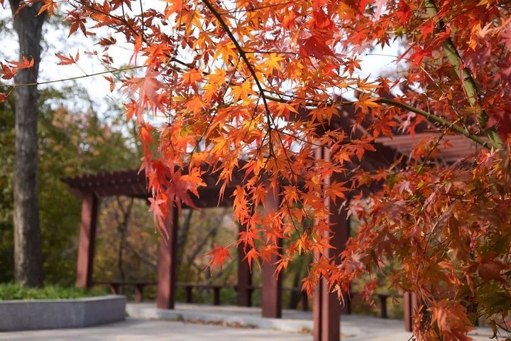 Nanjing Private English Tour Guide Service