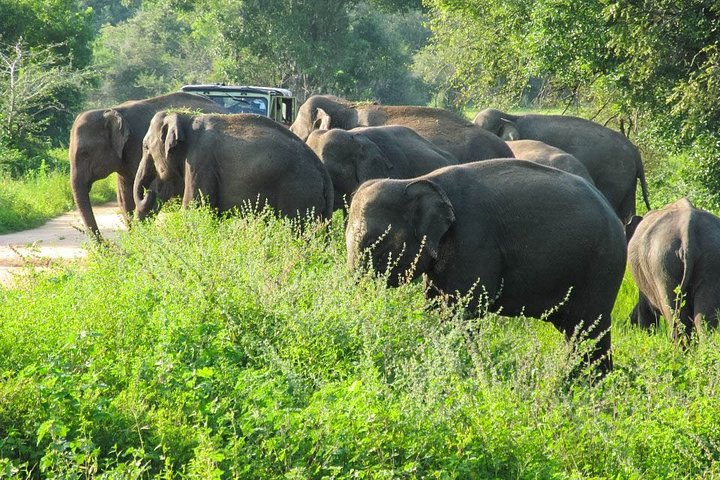 Wasgamuwa National Park Private Safari with Naturalist