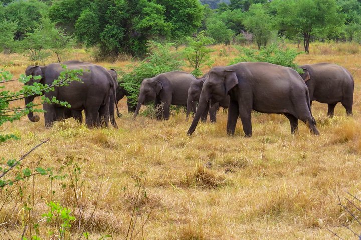 Wasgamuwa National Park Private Safari with Naturalist