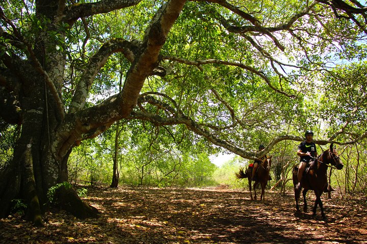 Rio Formoso Ecological Park Admission Ticket with Optional Act