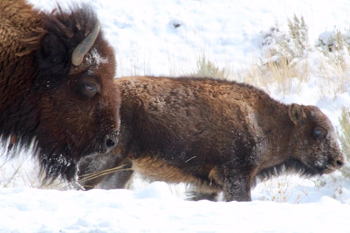 Yellowstone Lower Loop Full-Day Tour