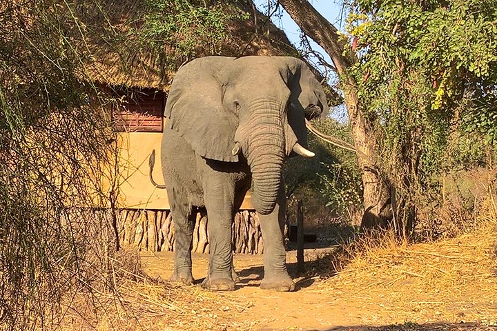 SAFARI - Zakouma National Park