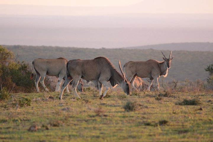 Addo Elephant National Park from Port Elizabeth - FD01