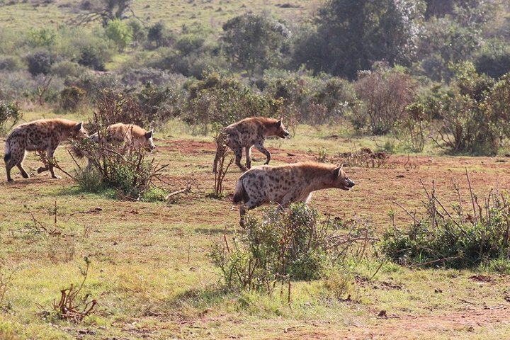 Addo Elephant National Park from Port Elizabeth - FD01