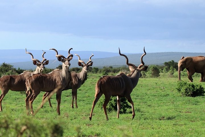 Addo Elephant National Park from Port Elizabeth - FD01