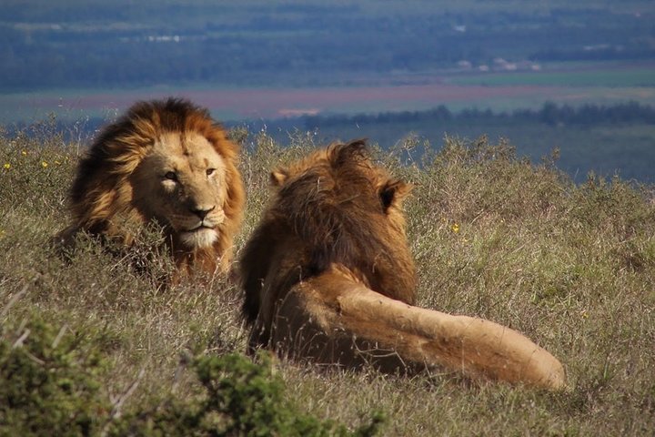 Addo Elephant National Park from Port Elizabeth - FD01