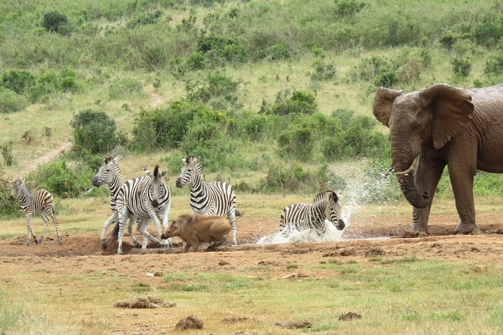 Addo Elephant National Park from Port Elizabeth - FD01