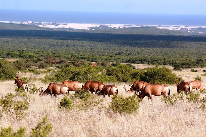 Addo Elephant National Park from Port Elizabeth - FD01