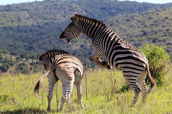 Addo Elephant National Park from Port Elizabeth - FD01